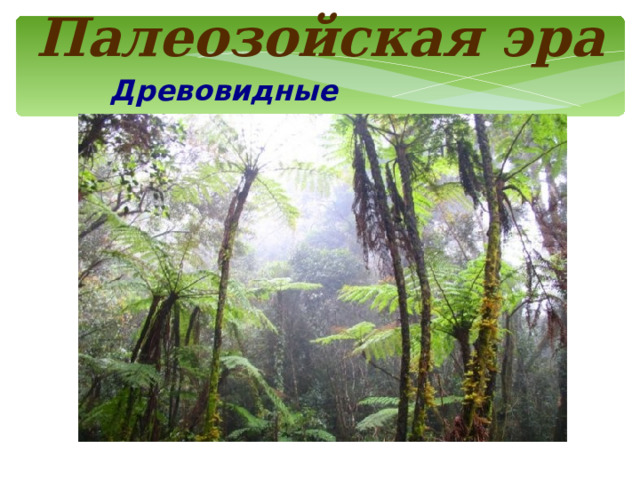 Палеозойская эра Древовидные папоротники 