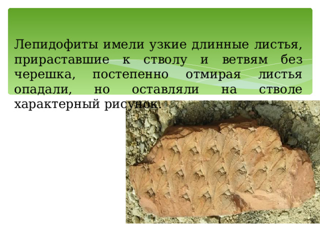Лепидофиты имели узкие длинные листья, прираставшие к стволу и ветвям без черешка, постепенно отмирая листья опадали, но оставляли на стволе характерный рисунок. 
