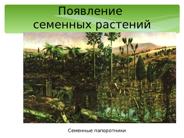 Появление  семенных растений Семенные папоротники 