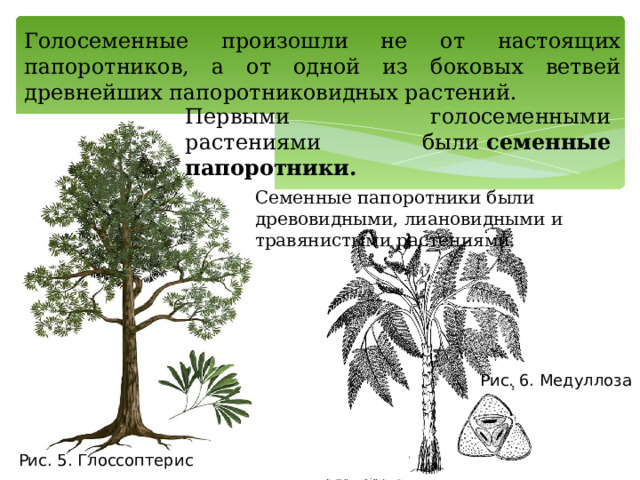 Голосеменные произошли не от настоящих папоротников, а от одной из боковых ветвей древнейших папоротниковидных растений. Первыми голосеменными растениями были  семенные папоротники. Семенные папоротники были древовидными, лиановидными и травянистыми растениями. Рис. 6. Медуллоза      Рис. 5. Глоссоптерис       