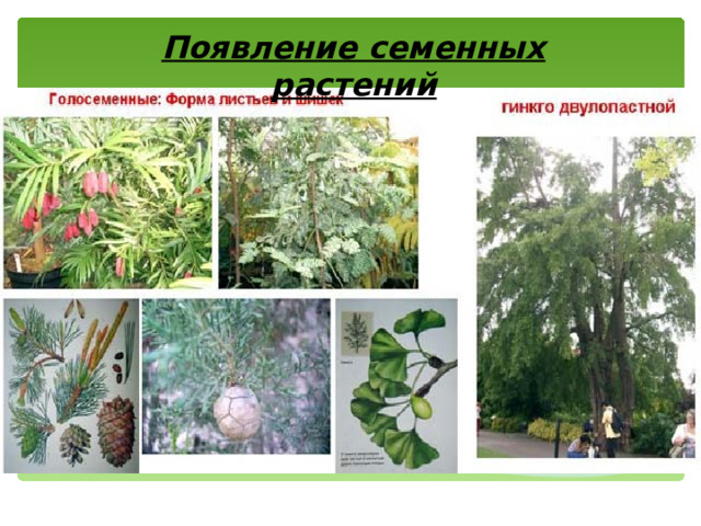 Появление семенных растений 