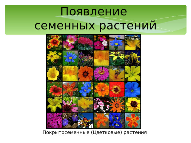 Появление  семенных растений Покрытосеменные (Цветковые) растения 