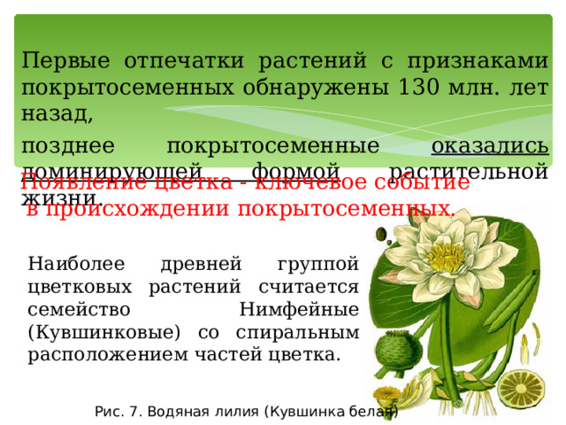 Первые отпечатки растений с признаками покрытосеменных обнаружены 130 млн. лет назад, позднее покрытосеменные оказались доминирующей формой растительной жизни. Появление цветка - ключевое событие в происхождении покрытосеменных.  Наиболее древней группой цветковых растений считается семейство Нимфейные (Кувшинковые) со спиральным расположением частей цветка. Рис. 7. Водяная лилия (Кувшинка белая) 