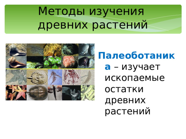 Методы изучения  древних растений Палеоботаника – изучает ископаемые остатки древних растений 