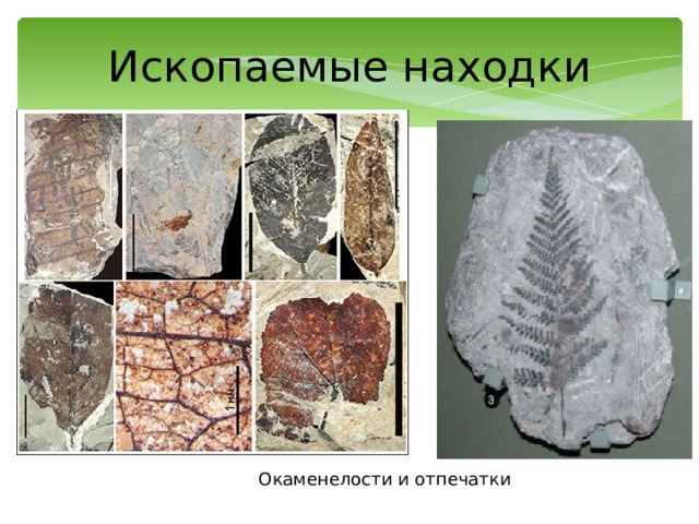 Ископаемые находки Окаменелости и отпечатки 