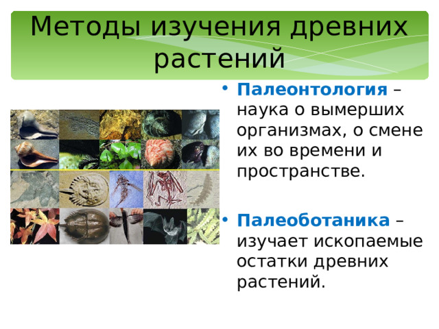 Методы изучения древних растений Палеонтология – наука о вымерших организмах, о смене их во времени и пространстве. Палеоботаника – изучает ископаемые остатки древних растений. 