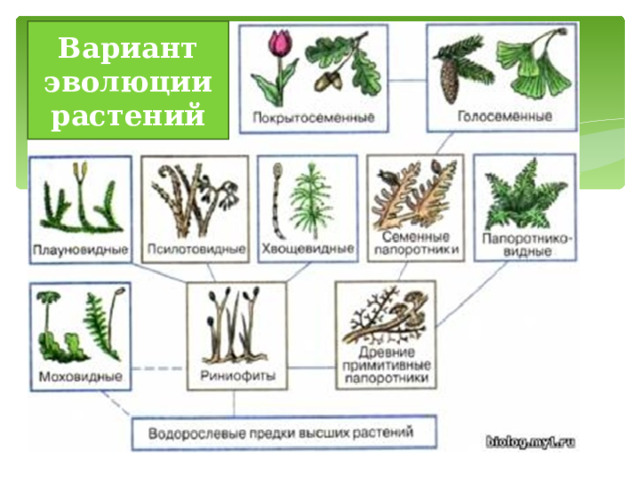 Эволюция. Растения. Эволюция растений 7 класс. Эволюция растений 7 класс биология. Эволюция овощей.