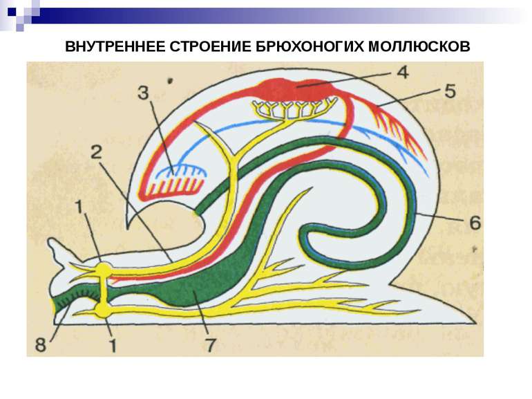 Моллюски строение и жизнедеятельность