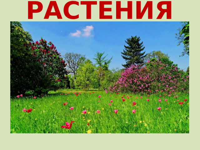 РАСТЕНИЯ  