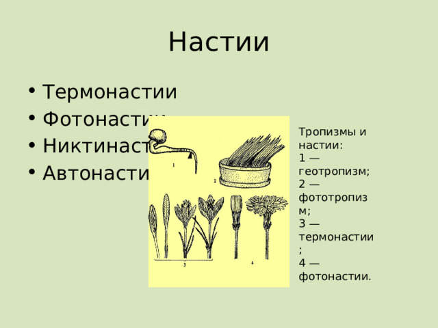 Настии Термонастии Фотонастии Никтинастии Автонастии Тропизмы и настии: 1 — геотропизм; 2 — фототропизм; 3 — термонастии; 4 — фотонастии. 