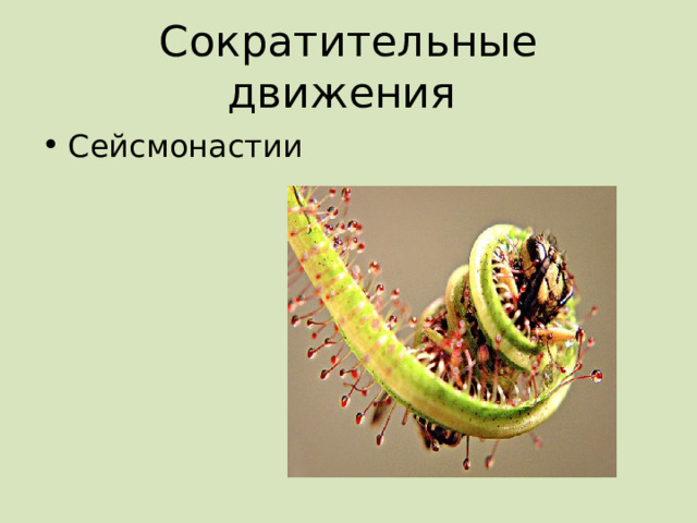 Сократительные движения Сейсмонастии 