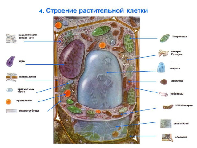 Метаболизм. Процессы. Виды обмена веществ - презентация онлайн