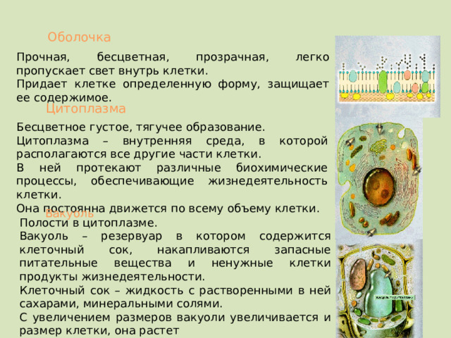 Оболочка Прочная, бесцветная, прозрачная, легко пропускает свет внутрь клетки. Придает клетке определенную форму, защищает ее содержимое. Цитоплазма Бесцветное густое, тягучее образование. Цитоплазма – внутренняя среда, в которой располагаются все другие части клетки. В ней протекают различные биохимические процессы, обеспечивающие жизнедеятельность клетки. Она постоянна движется по всему объему клетки. Вакуоль Полости в цитоплазме. Вакуоль – резервуар в котором содержится клеточный сок, накапливаются запасные питательные вещества и ненужные клетки продукты жизнедеятельности. Клеточный сок – жидкость с растворенными в ней сахарами, минеральными солями. С увеличением размеров вакуоли увеличивается и размер клетки, она растет  