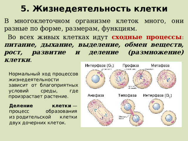5. Жизнедеятельность клетки В многоклеточном организме клеток много, они разные по форме, размерам, функциям.  Во всех живых клетках идут сходные процессы : питание, дыхание, выделение, обмен веществ, рост, развитие и деление (размножение) клетки . Нормальный ход процессов жизнедеятельности зависит от благоприятных условий среды, где произрастает растение. Деление клетки  — процесс образования из родительской клетки двух дочерних клеток.  