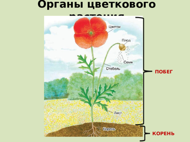 Органы цветкового растения ПОБЕГ КОРЕНЬ 