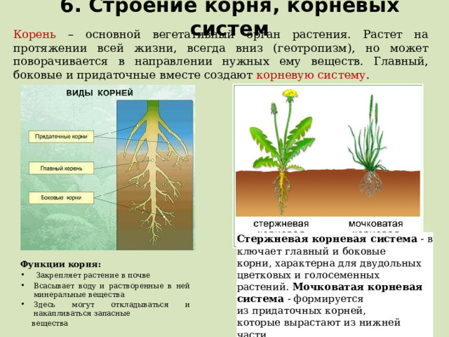 6. Строение корня, корневых систем Корень – основной вегетативный орган растения. Растет на протяжении всей жизни, всегда вниз (геотропизм), но может поворачивается в направлении нужных ему веществ. Главный, боковые и придаточные вместе создают корневую систему . Стержневая корневая система  - включает главный и боковые корни, характерна для двудольных цветковых и голосеменных растений. Мочковатая корневая система - формируется из придаточных корней, которые вырастают из нижней части. Функции корня:  Закрепляет растение в почве Всасывает воду и растворенные в ней минеральные вещества Здесь могут откладываться и накапливаться запасные  вещества  