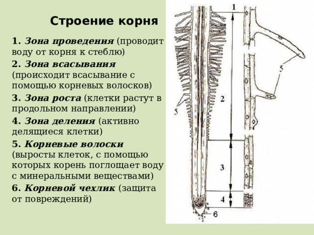 Строение корня 1. Зона проведения (проводит воду от корня к стеблю) 2. Зона всасывания (происходит всасывание с помощью корневых волосков) 3. Зона роста (клетки растут в продольном направлении) 4. Зона деления (активно делящиеся клетки) 5. Корневые волоски (выросты клеток, с помощью которых корень поглощает воду с минеральными веществами) 6. Корневой чехлик (защита от повреждений)  