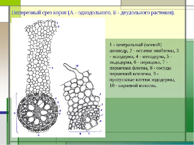Внутреннее строение корня 1. Кожица 2. Кора корня 3. Луб (ситовидные трубки) 4. Древесина (сосуды) 4 3 2 1  