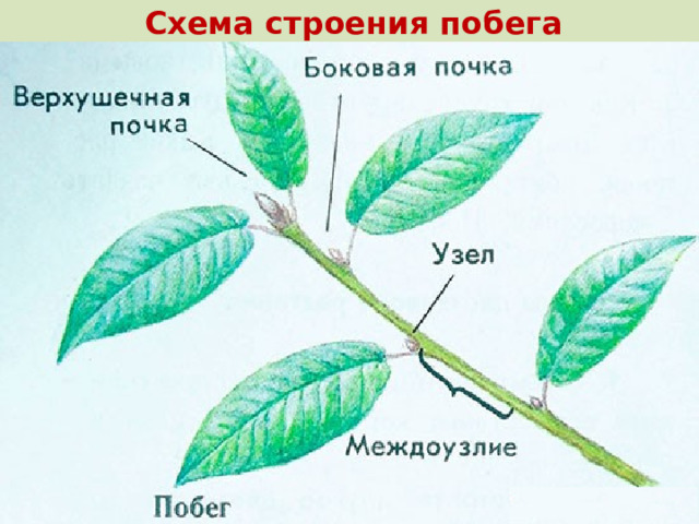 Схема строения побега 