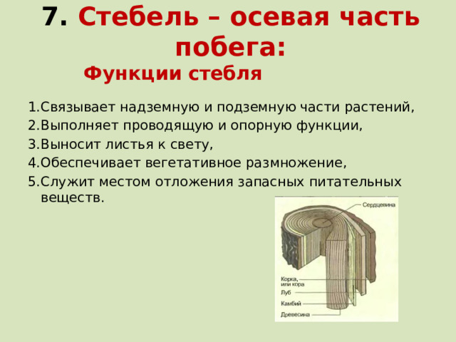 7. Стебель – осевая часть побега: Функции стебля Связывает надземную и подземную части растений, Выполняет проводящую и опорную функции, Выносит листья к свету, Обеспечивает вегетативное размножение, Служит местом отложения запасных питательных веществ. 