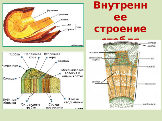 Внутреннее строение стебля 
