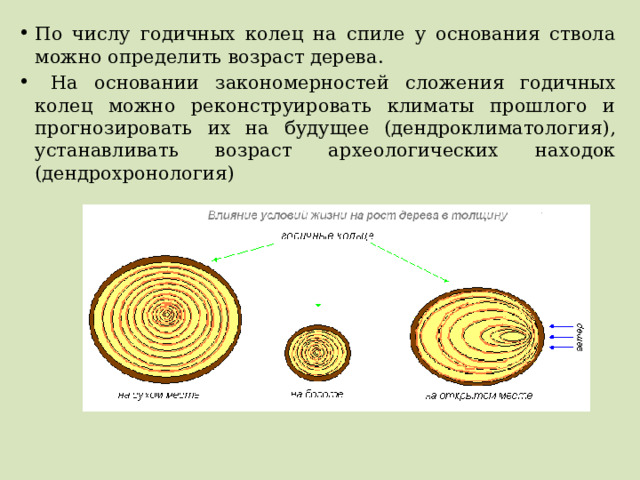 По числу годичных колец на спиле у основания ствола можно определить возраст дерева.  На основании закономерностей сложения годичных колец можно реконструировать климаты прошлого и прогнозировать их на будущее (дендроклиматология), устанавливать возраст археологических находок (дендрохронология) 