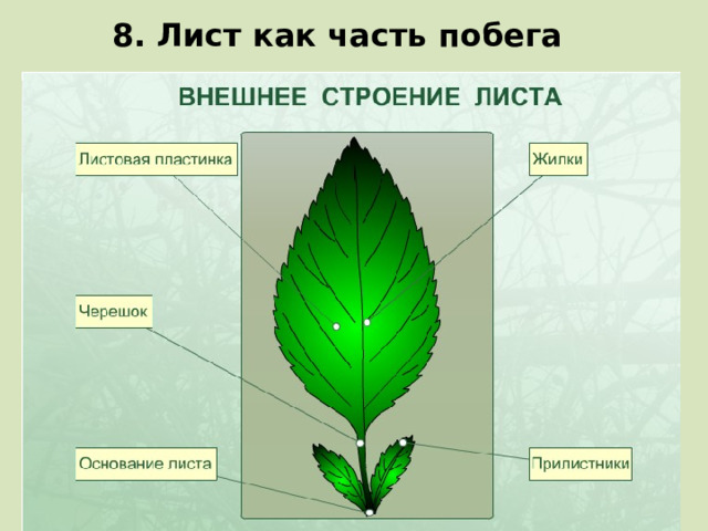 8. Лист как часть побега 