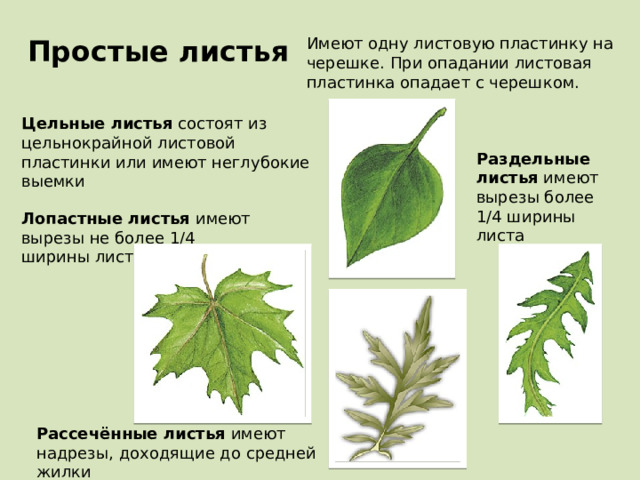 Простые листья Имеют одну листовую пластинку на черешке. При опадании листовая пластинка опадает с черешком. Цельные листья состоят из цельнокрайной листовой пластинки или имеют неглубокие выемки Раздельные листья имеют вырезы более 1/4 ширины листа Лопастные листья имеют вырезы не более 1/4 ширины листа Рассечённые листья имеют надрезы, доходящие до средней жилки 