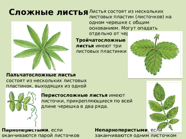 Сложные листья Листья состоят из нескольких листовых пластин (листочков) на одном черешке с общим основанием. Могут опадать отдельно от черешка. Тройчатосложные листья имеют три листовых пластинки Пальчатосложные листья состоят из нескольких листовых пластинок, выходящих из одной точки Перистосложные листья имеют листочки, прикрепляющиеся по всей длине черешка в два ряда. Непарноперистыми , если заканчиваются одним листочком Парноперистыми , если оканчиваются парой листочков 