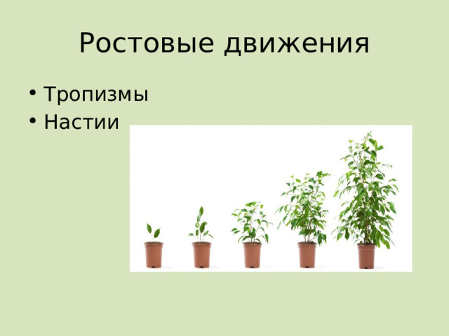 Ростовые движения Тропизмы Настии 