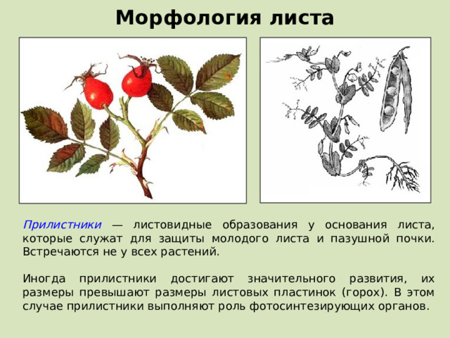 Морфология листа Прилистники — листовидные образования у основания листа, которые служат для защиты молодого листа и пазушной почки. Встречаются не у всех растений. Иногда прилистники достигают значительного развития, их размеры превышают размеры листовых пластинок (горох). В этом случае прилистники выполняют роль фотосинтезирующих органов.  
