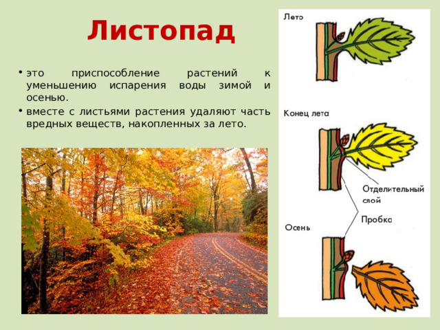 Листопад это приспособление растений к уменьшению испарения воды зимой и осенью. вместе с листьями растения удаляют часть вредных веществ, накопленных за лето. 