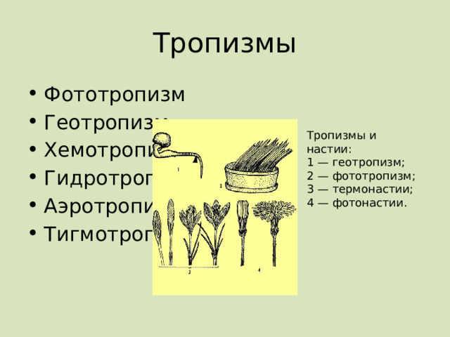 Тропизмы Фототропизм Геотропизм Хемотропизм Гидротропизм Аэротропизм Тигмотропизм Тропизмы и настии: 1 — геотропизм; 2 — фототропизм; 3 — термонастии; 4 — фотонастии. 