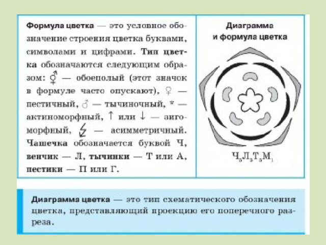 Двудольные растения.Семейства. - Биология - Презентации - 7 класс