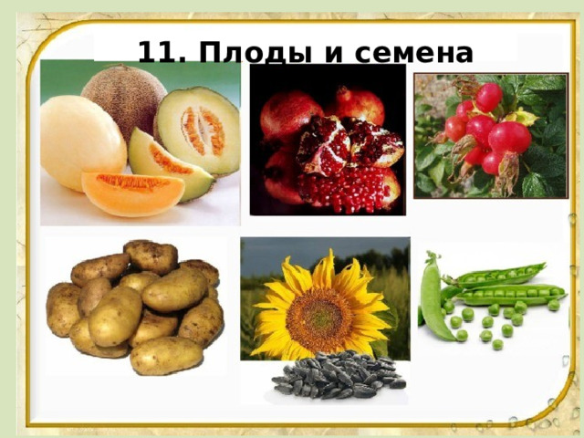 11. Плоды и семена 
