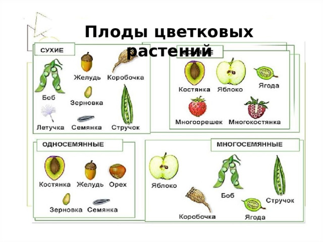 Плоды цветковых растений 