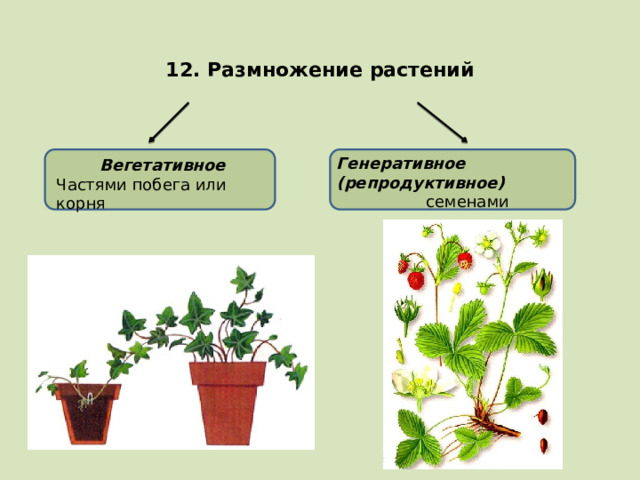 12. Размножение растений Генеративное (репродуктивное) семенами Вегетативное Частями побега или корня 