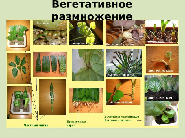 Вегетативное размножение 
