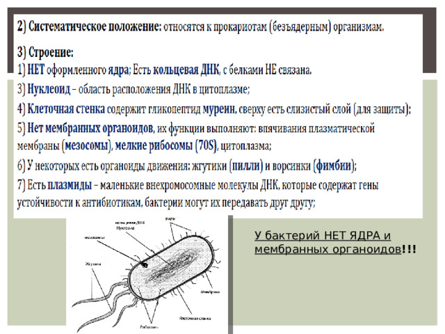 Клетка бактерии органоиды