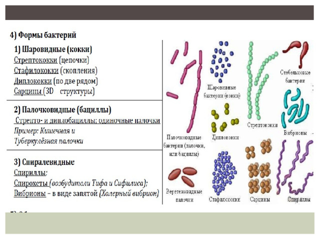 Царство бактерий кратко. Особенности царства бактерий. Бактерии царство живой природы примеры.