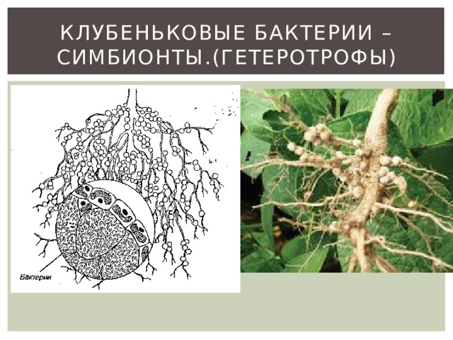 Клубеньковые бактерии препараты. Клубеньковые бактерии автотрофы или гетеротрофы. Чем питаются азотфиксирующие бактерии симбионты сапротрофы паразиты.