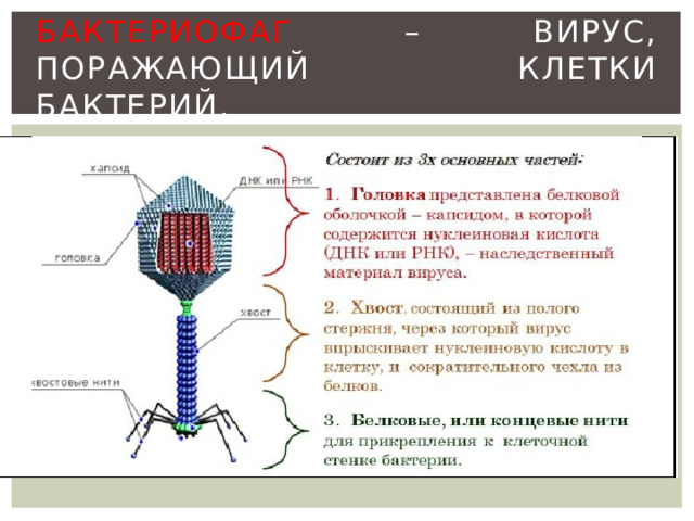 Схема развития бактериофага в бактериальной клетке биология 8 класс