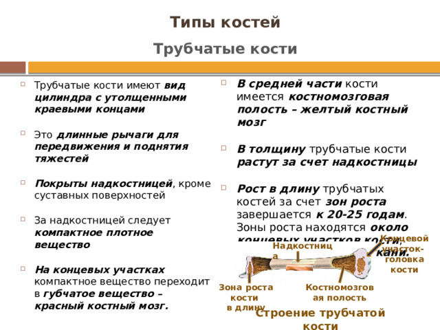 Трубчатая кость растет в длину за счет