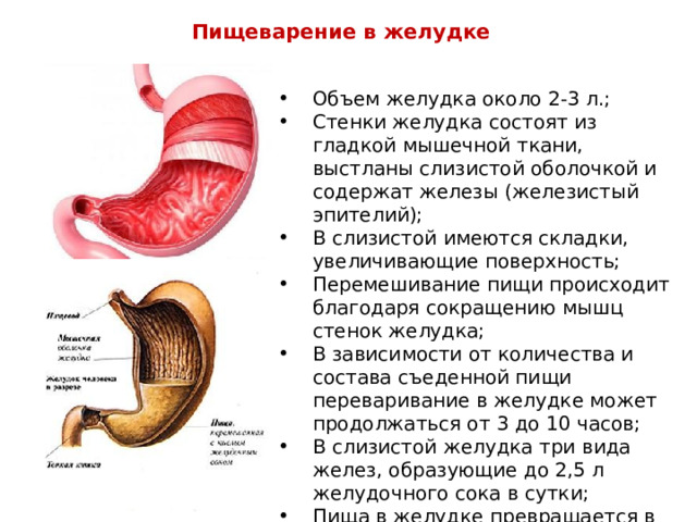Пищеварение в желудке Объем желудка около 2-3 л.; Стенки желудка состоят из гладкой мышечной ткани, выстланы слизистой оболочкой и содержат железы (железистый эпителий); В слизистой имеются складки, увеличивающие поверхность; Перемешивание пищи происходит благодаря сокращению мышц стенок желудка; В зависимости от количества и состава съеденной пищи переваривание в желудке может продолжаться от 3 до 10 часов; В слизистой желудка три вида желез, образующие до 2,5 л желудочного сока в сутки; Пища в желудке превращается в кашицу (химус). 
