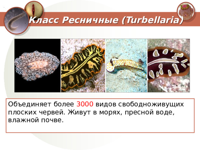 Плоские черви представители свободноживущие