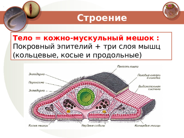 Стенки тела у плоских червей образованы