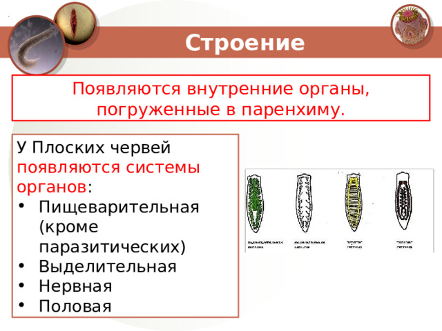 У плоских червей пространство между органами и стенкой тела заполняет