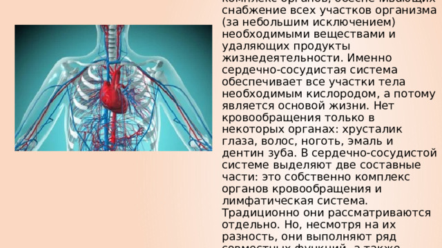 Снабжение всех тканей питательными веществами и кислородом происходит через стенки