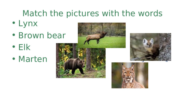 Match the pictures with the words Lynx 1 Brown bear Elk 2  Marten 3   4  