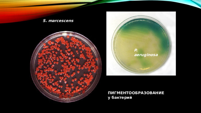 S.  marcescens P. aeruginosa ПИГМЕНТООБРАЗОВАНИЕ у бактерий 